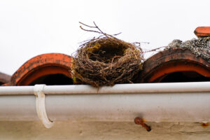 Blog What to Do When You Have Animals In Your Gutter