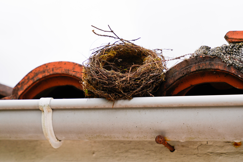 What to Do When You Have Animals in Your Gutter animals in gutter