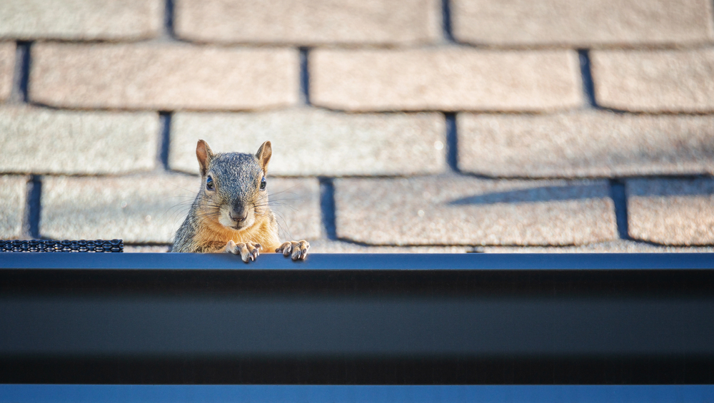 What to Do When You Have Animals in Your Gutter animals in your gutter on