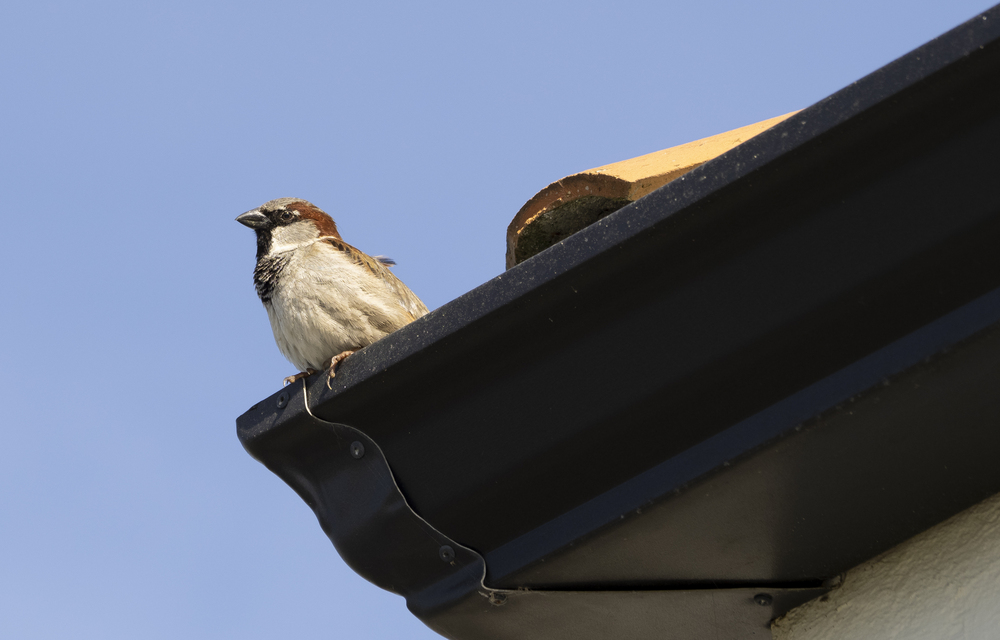 What to Do When You Have Animals in Your Gutter What to Do When You Have Animals in Your Gutter